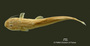 Chasmocranus longior FMNH 53208 holo d